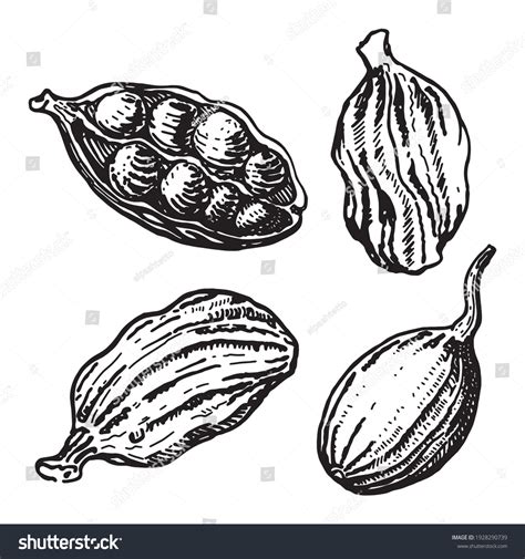 3002 Cardamom Drawing Images Stock Photos And Vectors Shutterstock