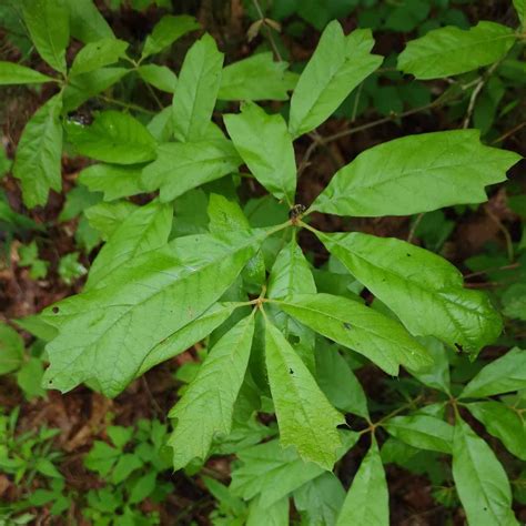 Water Oak (Quercus nigra) Leaves | Western Carolina Botanical Club