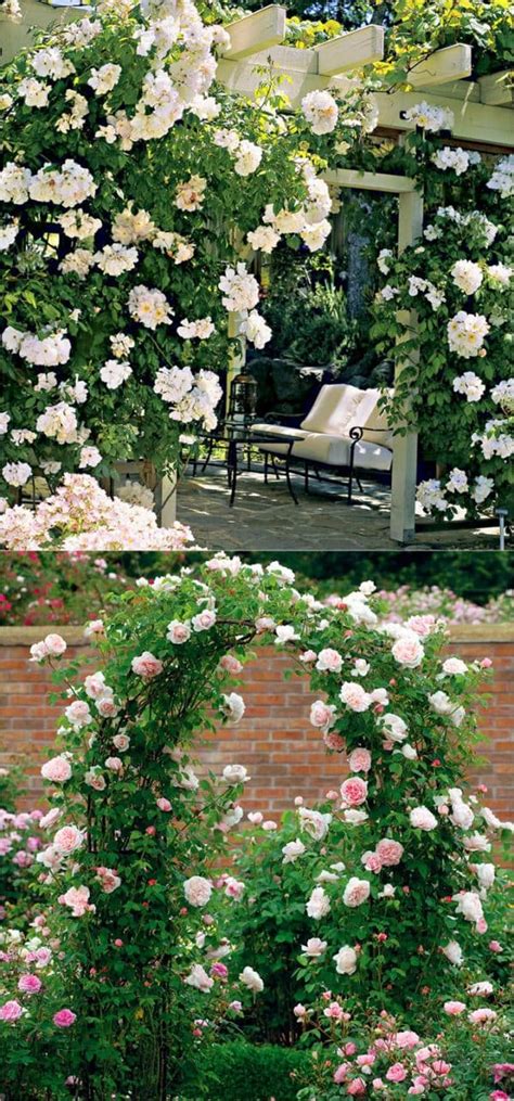 20 Favorite Flowering Vines And Climbing Plants A Piece Of Rainbow