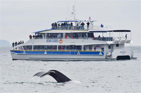 Kenai Fjords National Park Glacier And Wildlife Cruise