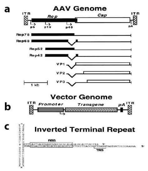 3 Structure Of Wild Type And Vector AAV Genomes A Map Of The