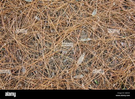 Brown Dying Pine Tree Brown Hi Res Stock Photography And Images Alamy