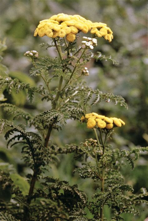 Tansy | Description, Uses, & Species | Britannica