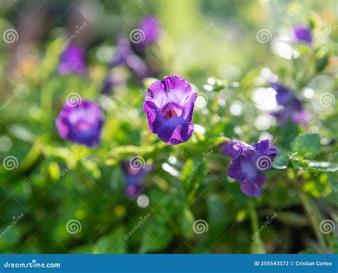 Flower in natural garden stock photo. Image of spring - 255543572