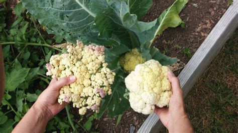 Caring for Cauliflower: Plant Now For a Spring Harvest