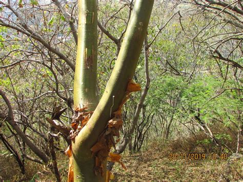 Euphorbia tanquahuete from Atotonilco el Alto Jal México on November