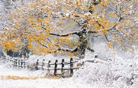 Autumn Snowfall Wallpapers Wallpaper Cave