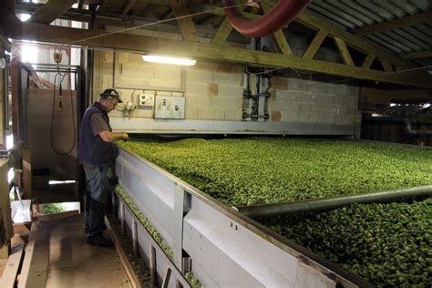 Récolte et Réception du Houblon à la découverte des houblonnières