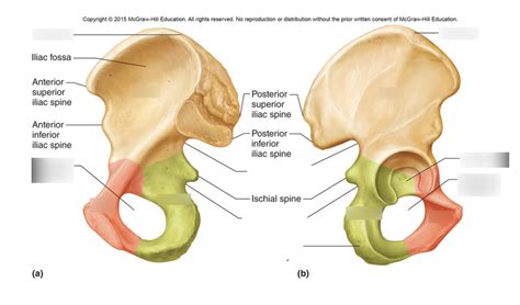 Hip Bone Features Diagram | Quizlet