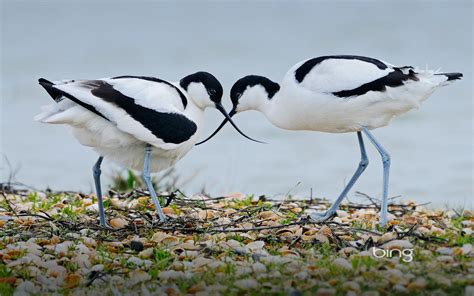 Bing Images As Wallpaper Birds