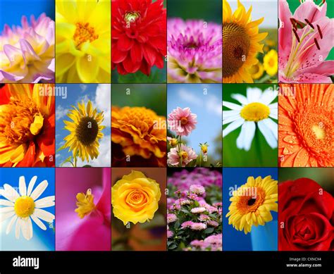 collage of flowers collection Stock Photo - Alamy