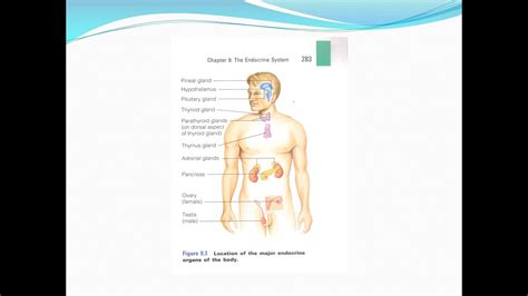 Endocrine Physiology Lecture 1 Introduction To Endocrinology YouTube