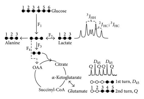 U ¹³C glucose as a carbon tracer for monitoring glycolysis and Krebs