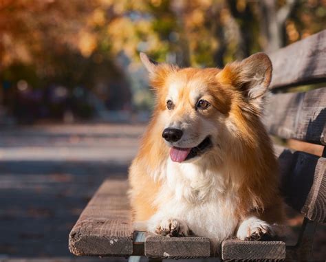 Locks of Love: Long Haired Corgis Steal Our Hearts (and Our Combs ...