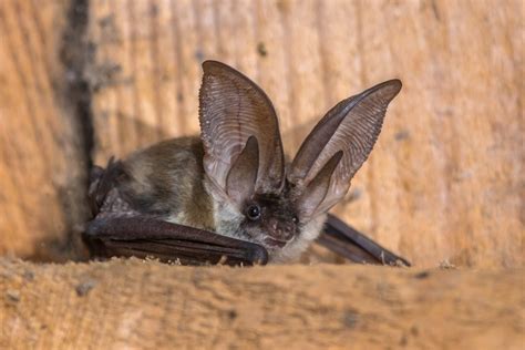 MURCIÉLAGO VAMPIRO Características Alimentación Reproducción y