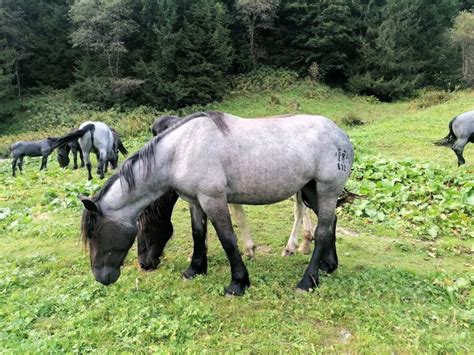 Evita Noriker Stute Mohrenkopf Pferd Austria