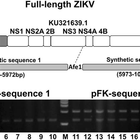 Schematic Diagram Of Full Length Zikv Infectious Cdna Clone A Download Scientific Diagram