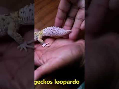 Geckos Leopardo Criador Escamas Y Garras Fases Y Tipos De Geckos