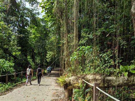 Bukit Merah Jungle Trail Ann Hurst