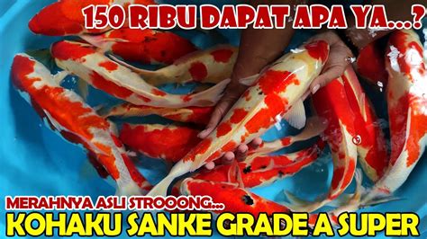 Grade A Super Teryata Harganya Murmer Kohaku Sanke Merah Strong Cuma