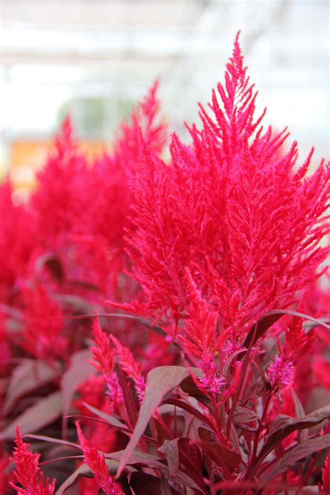 Dragon's Breath Celosia Colors