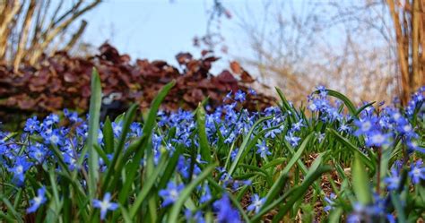 How To Grow Chionodoxa The Garden Of Eaden