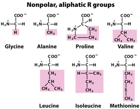 Mcat Biochem Flashcards Quizlet