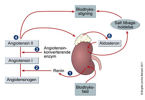 Aldosteron Lægehåndbogen på sundhed dk