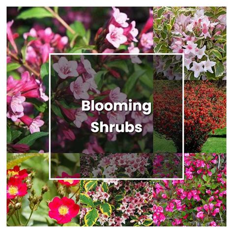 How To Grow Blooming Shrubs Plant Care Tips NorwichGardener