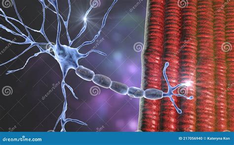 Motor Neuron Connecting To Muscle Fiber 3d Illustration Royalty Free