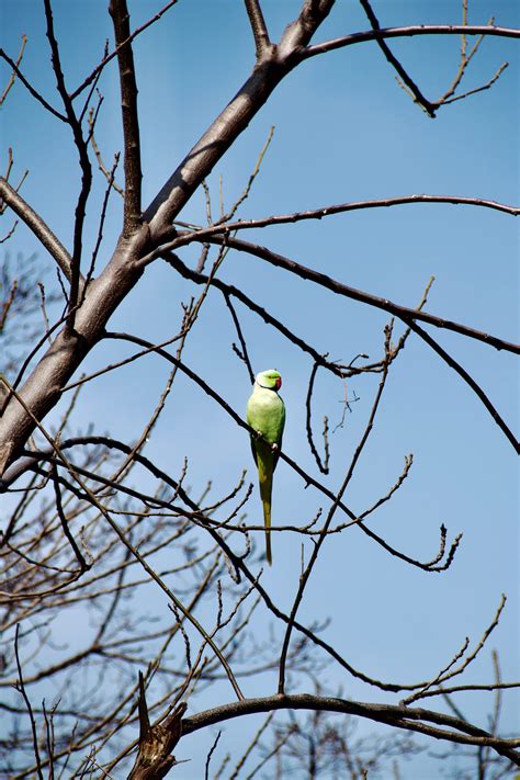 Birds Of Punjab