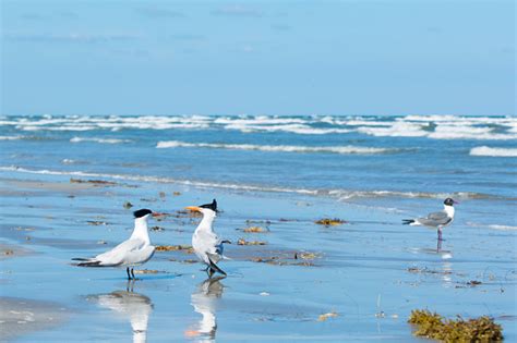 Two Royal Terns And One Laughing Gull By The Gulf Of Mexico Stock Photo