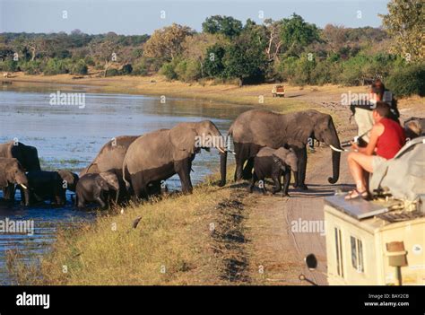 Tourists Watching African Elephants Passing The River Chobe Botswana