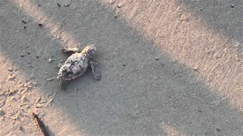 How you can help sea turtles during hatching season