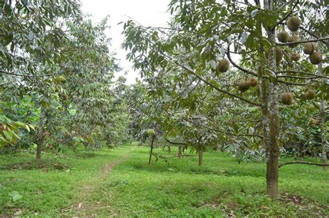 SENTRA KEBUN DURIAN MONTONG CANDIMULYO: Agro Wisata Kebun Durian Candimulyo