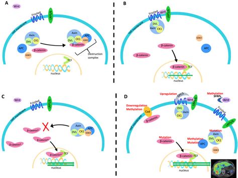 Mechanism Of Wnt Catenin Signaling And Potential Molecular