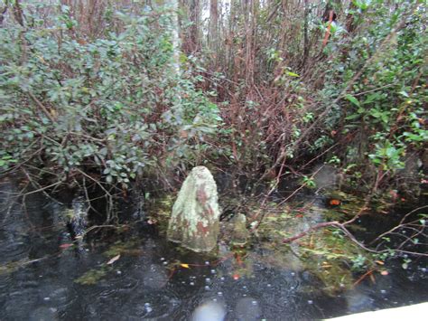 Boat Ride Through The Okefenokee Okefenokee Swamp Park Wa Flickr