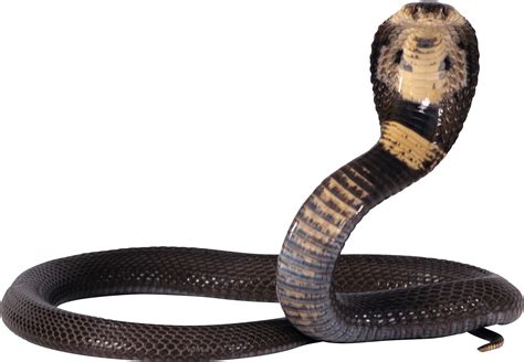 Cobra Snake Png Cutout Png All