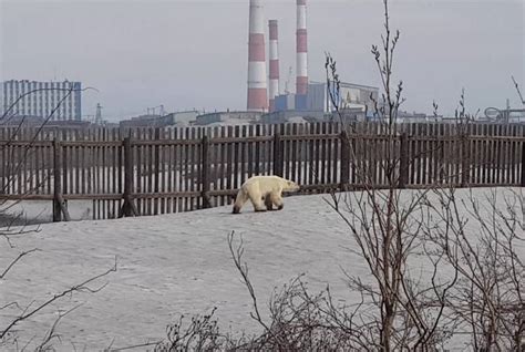 Urso polar faminto é encontrado a 800 km de seu habitat natural na