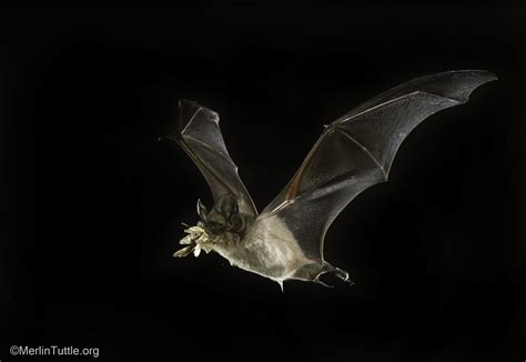 Bat Friendly Farming An Aid To Sustainable Agriculture Merlin Tuttles Bat Conservation