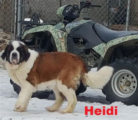 Adult Females Akc Saint Bernard Puppies For Sale