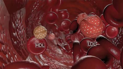 High Density Lipoprotein HDL Cholesterol Stock Illustration