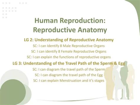 Ppt Human Reproduction Reproductive Anatomy Powerpoint Presentation