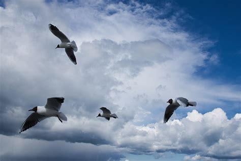 Gaviotas Mar B Ltico Cielo Foto Gratis En Pixabay Pixabay