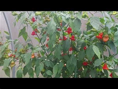 Пикантный Колокольчик. Мой опыт по выращиванию. - YouTube