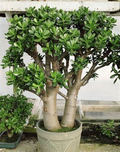 Cómo hacer para que un Árbol de Jade florezca Crassula ovata Eco