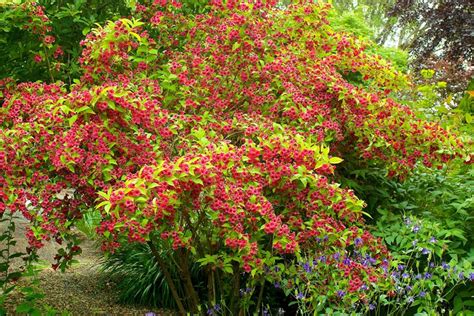 How to Grow & Care for Weigela Bushes | Garden Design
