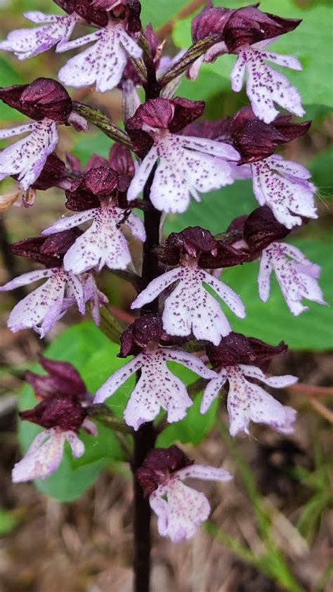 Landschaftspfleger Mit Biss On Twitter Das Purpur Knabenkraut Orchis