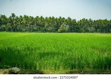 Mango Orchards Spice Plantations Images Stock Photos And Vectors