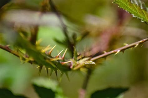 8 astuces naturelles pour se débarrasser des ronces